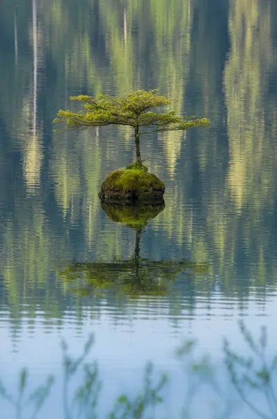 Small Tree Sprouting Sunken Log Fairy Lake Vancouver Island British — Stock Photo, Image