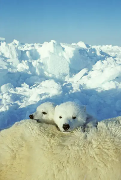 Des Oursons Blancs Blottissent Sur Fourrure Animal Femelle Dans Neige — Photo