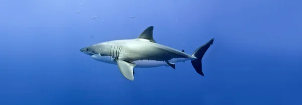 Grande Tubarão Branco Nadando Água Mar Azul — Fotografia de Stock