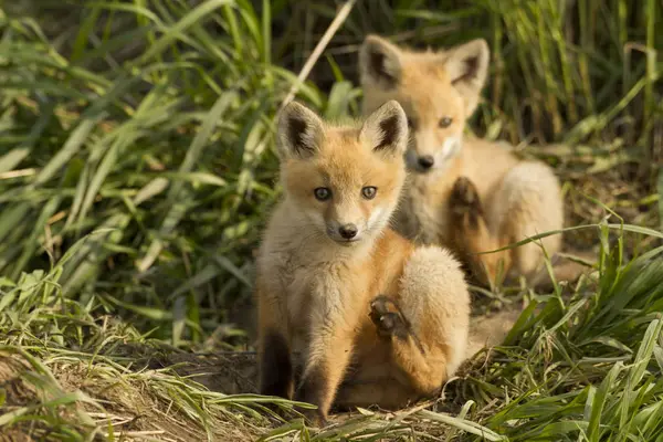 Red Fox Sady Škrábání Trávě Zelené Louce — Stock fotografie