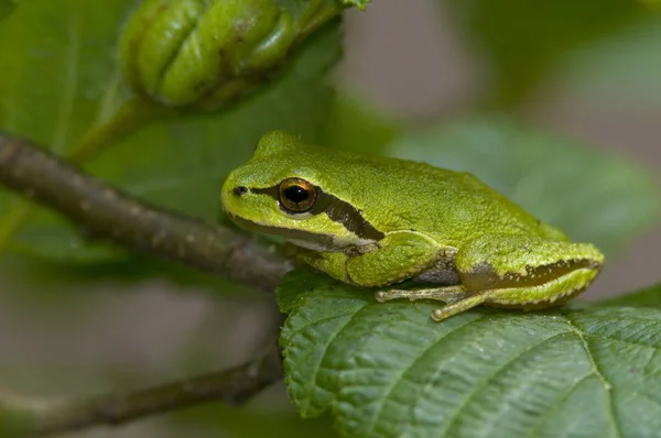 绿色太平洋树蛙在植物叶片上的特写 — 图库照片