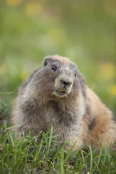 Marmota Olímpica Sentada Hierba Verde — Foto de Stock