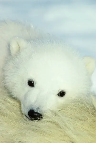 Close Filhote Urso Polar Descansando Ártico Canadá — Fotografia de Stock