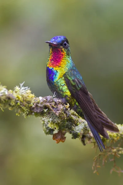 在哥斯达黎加的树枝上栖息着五颜六色的火热喉蜂鸟 — 图库照片