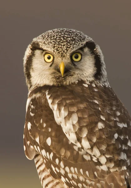 Northern Hawk Owl Looking Camera Portrait — Stock Photo, Image