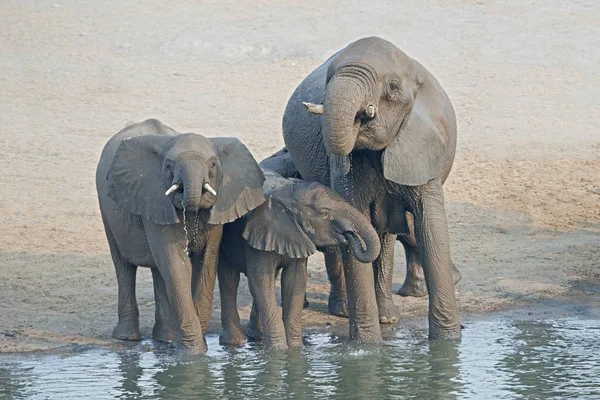 African Elephants Drinking Waterhole Etosha National Park Namibia — Stock Photo, Image