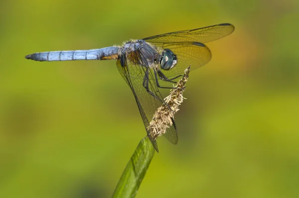 Blue Dasher Dragonfly Wznosi Się Przez Staw Zbliżenie — Zdjęcie stockowe