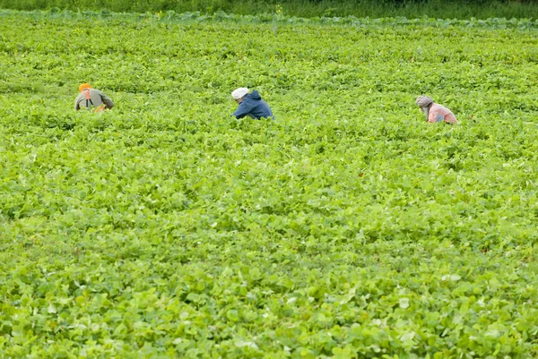 カウチン バレー ダンカン バンクーバー島 ブリティッシュ コロンビア州 カナダの近くの農場でいちごを選ぶ労働者 — ストック写真