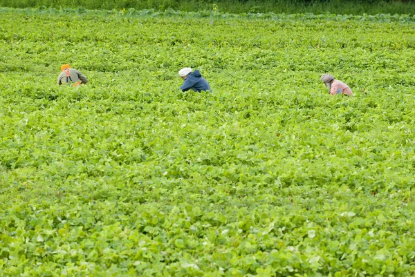 Arbetstagare Plocka Jordgubbar Gård Cowichan Valley Nära Duncan Vancouver Island — Stockfoto