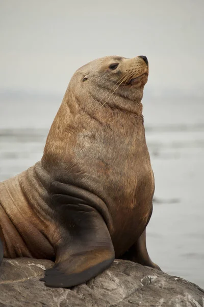 Nahaufnahme Eines Seelöwen Der Auf Rennfelsen Ruht Victoria Kanada — Stockfoto