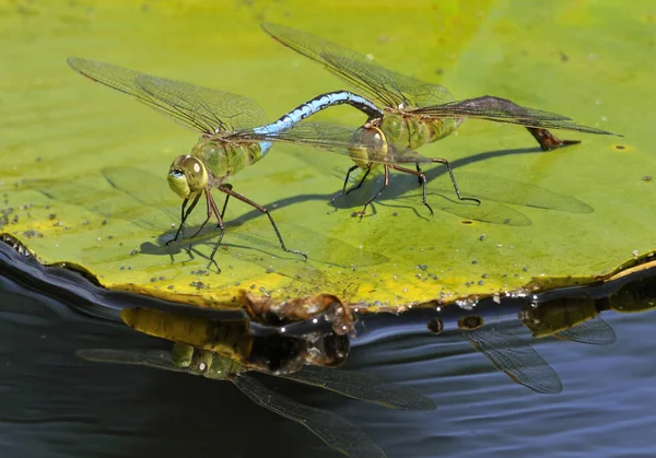 Gemeenschappelijk Groen Darner Libellen Landing Waterlelies — Stockfoto