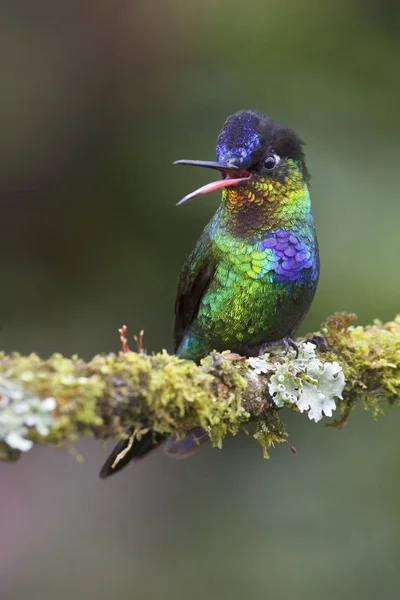 Colorful Fiery Throated Hummingbird Perched Tree Branch Calling Costa Rica — Stock Photo, Image