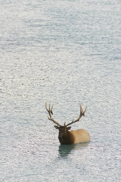 Elk Korsar Floden Vattnet Alberta Kanada — Stockfoto
