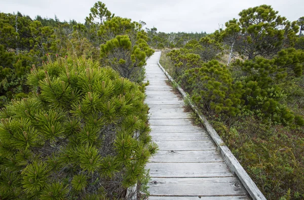 Pinos Costeros Creciendo Bog Trail Pacific Rim National Park Cerca — Foto de Stock