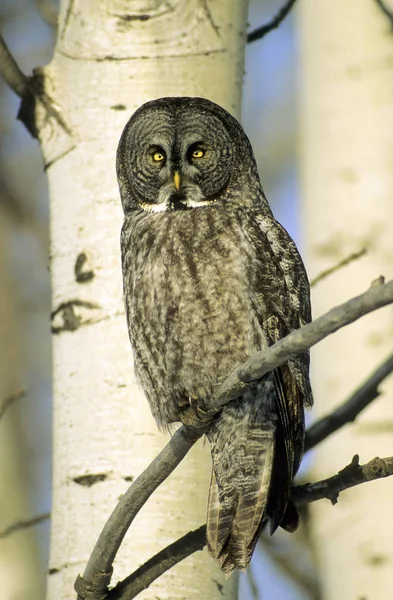 Wintering Adult Great Gray Owl Sitting Birch Tree Branch Forest — Stock Photo, Image