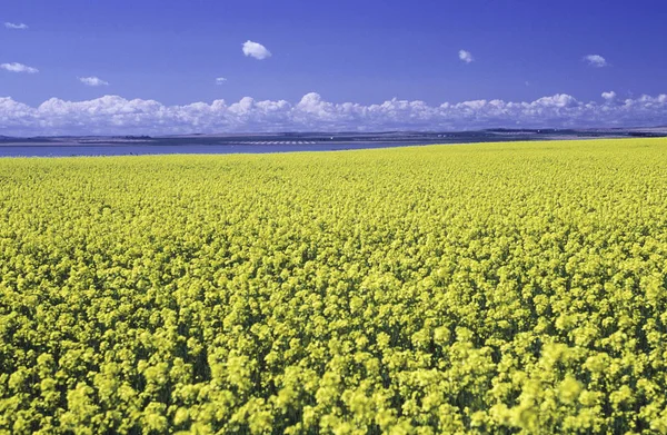 Trans Canada Autostrada Campo Canola Saskatchewan Canada — Foto Stock