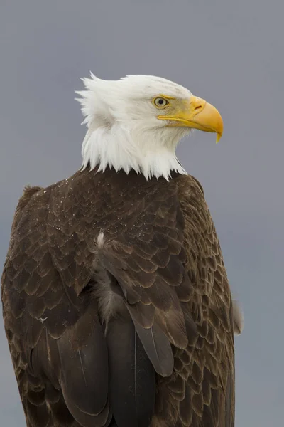 Weißkopfseeadler Mit Windgewehten Federn Freien — Stockfoto