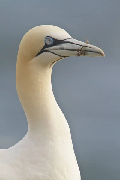 Vista Laterale Della Gannet Settentrionale Uccelli Marini All Aperto — Foto Stock
