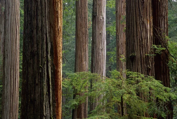 Kıyı Redwoods Içinde Kuzey Kaliforniya Çayır Dere Redwoods Milli Parkı — Stok fotoğraf