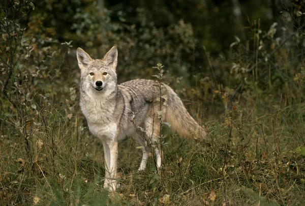 Coyote Pie Prado Del Bosque Mirando Cámara — Foto de Stock