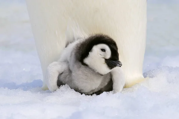 Zbliżenie Pisklę Pingwina Cesarza Spoczywa Dorosłych Stóp Snow Hill Island — Zdjęcie stockowe