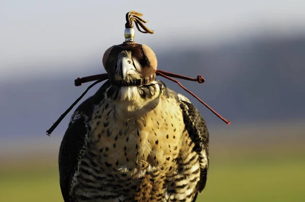 Front View Captive Hooded Peregrine Falcon Outdoors — Stock Photo, Image