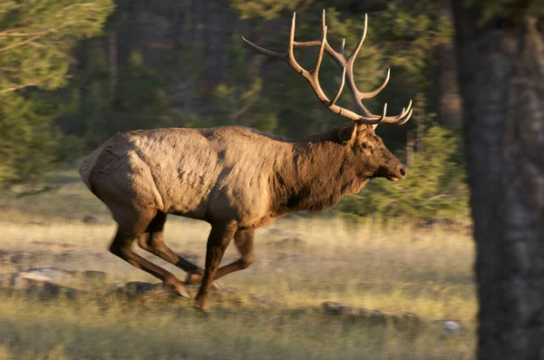 Wild Elk Antlers Running Forest Alberta Canada — Stock Photo, Image