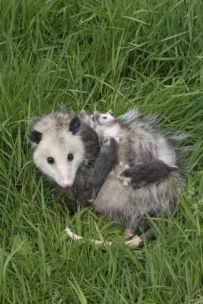 Female Opossum Clinging Opossum Joeys Meadow — Stock Photo, Image