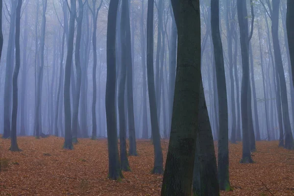 Floresta Nevoeiro Outono Perto Frankfurt Alemanha — Fotografia de Stock