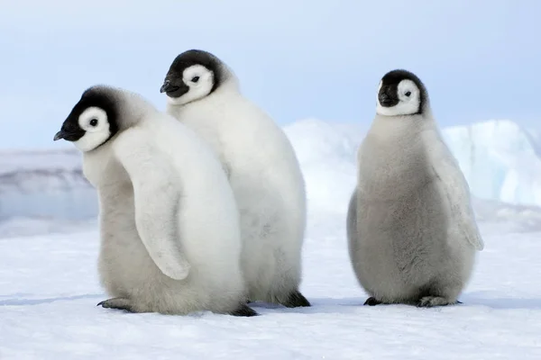 Pintos Pinguins Imperador Fofos Andando Neve Ilha Snow Hill Mar — Fotografia de Stock