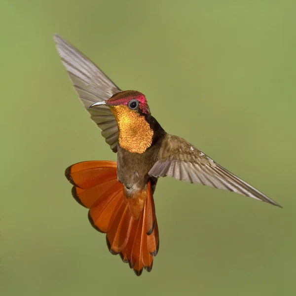 Primo Piano Del Colibrì Topazio Rubino Che Libra Ali Volo — Foto Stock