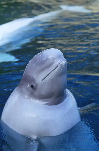 Φάλαινα Beluga Που Κοιτάζουν Αδιάκριτα Από Μπλε Νερό Γκρο Πλαν — Φωτογραφία Αρχείου