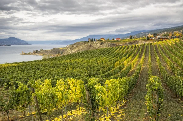 Kleurrijke Wijngaarden Herfst Gebladerte Langs Okanagan Meer Naramata Okanagan Valley — Stockfoto