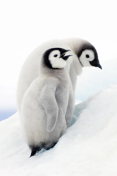 Kaiserpinguin Küken Klettern Auf Schneehügel Auf Schneehügel Insel Hochzeitsmeer Antarktis — Stockfoto