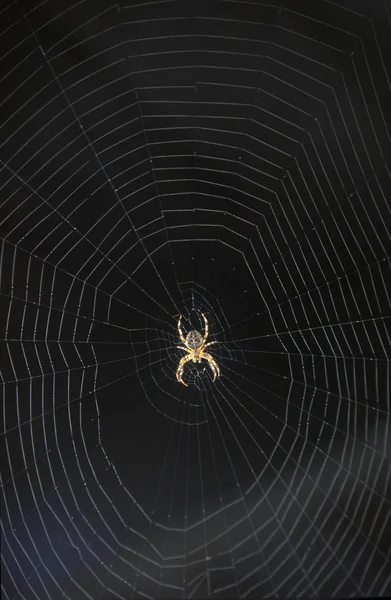 Павук Веб Візерунку Чорному Тлі — стокове фото