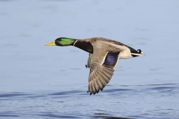 在泻湖水上飞行的雄性野鸭 — 图库照片