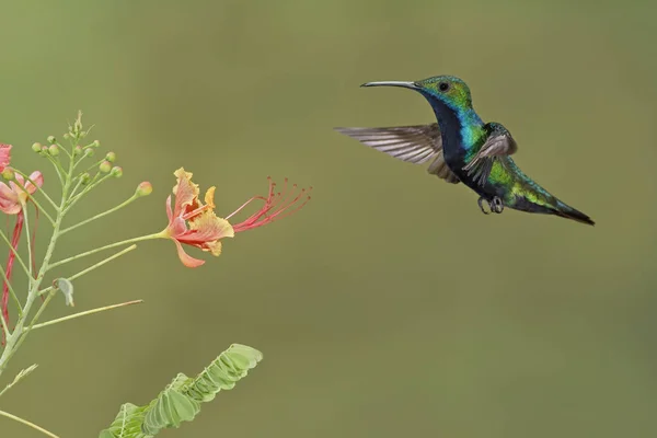 Black Throated Mango Hummingbird Flying While Feeding Flowering Plant — Stock Photo, Image