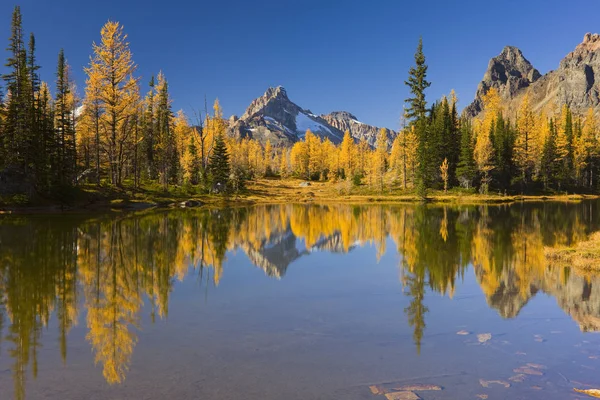 Őszi Erdő Opabin Fennsíkon Yoho Nemzeti Park British Columbia Kanada — Stock Fotó