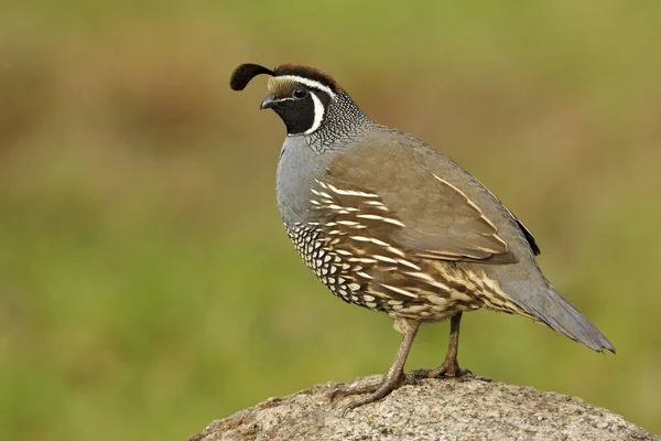 Männliche Kalifornische Wachtel Auf Bemoosten Felsen Nahaufnahme — Stockfoto