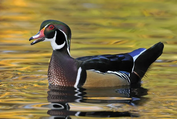 Mannelijke Hout Duck Zwemmen Vijverwater Roepen Close — Stockfoto