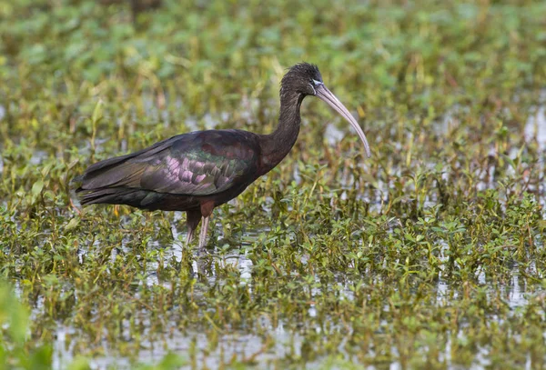 Ibis Brillante Caminando Aguas Pantanosas Humedales — Foto de Stock