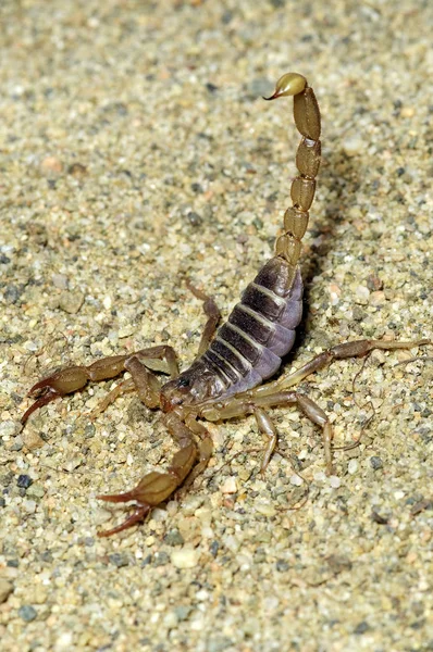 Northern Scorpion Defensive Posture Close — Stock Photo, Image