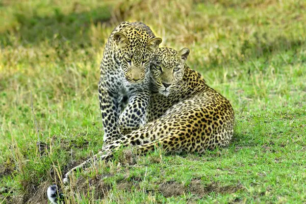 Twee Luipaarden Knuffelen Groen Gras Masai Mara Reserve Kenia Oost — Stockfoto