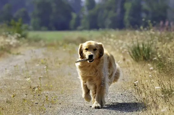 Golden Retriever Köpek Sopa Kırsal Yolda Alınıyor — Stok fotoğraf