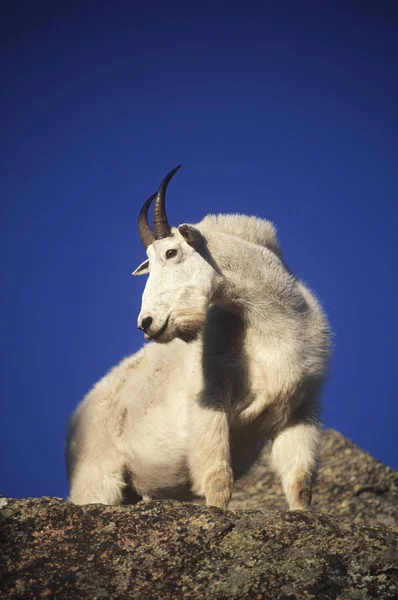 Low Angle View Mountain Goat Rocks Blue Sky — Stock Photo, Image