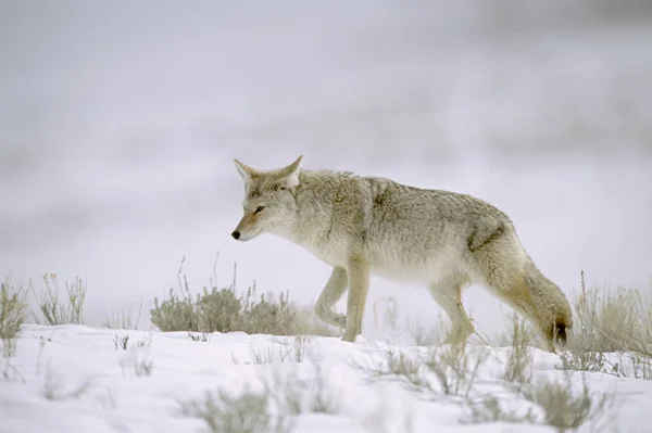 Polowanie Coyote Snowy Zwykły Łąka — Zdjęcie stockowe