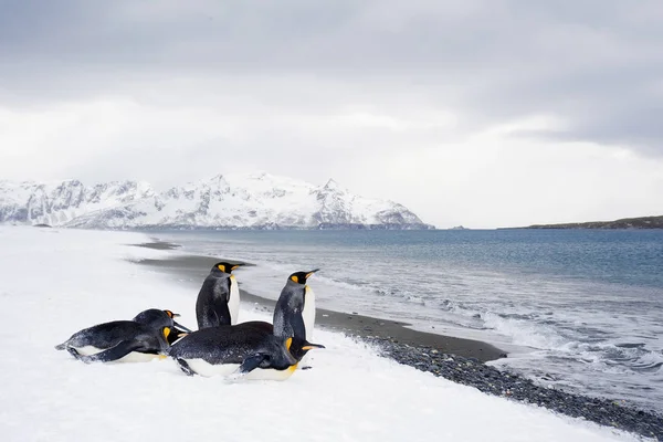 Király Pingvinek Lézengett Havas Beach Island Déli Georgia Antarktisz — Stock Fotó