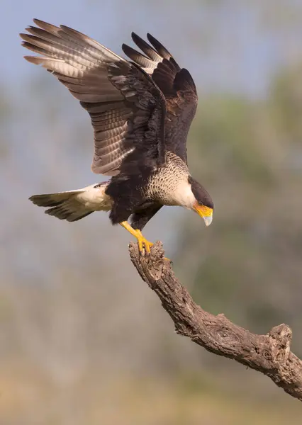 Caracara Crête Perché Sur Branche Bois Sec — Photo