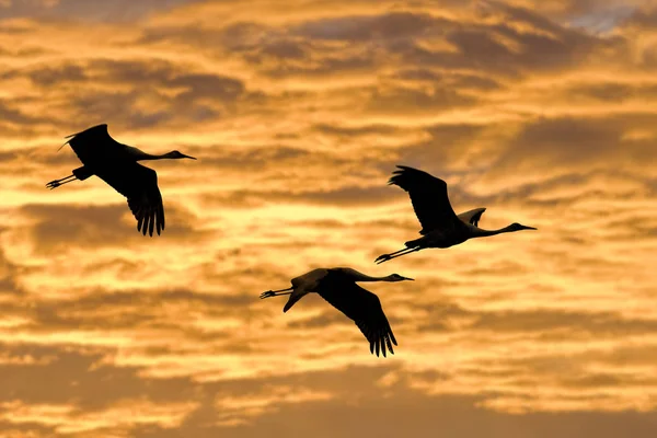 Kraniche Fliegen Bei Sonnenuntergang Gegen Den Malerischen Himmel — Stockfoto