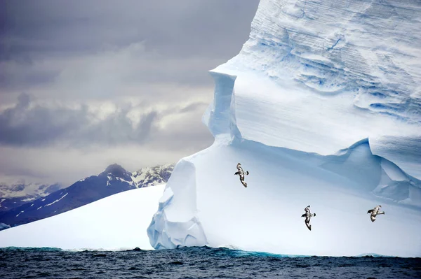 Pintado Буревісник Soaring Останніх Обґрунтованих Айсберга Острові Південна Джорджія Антарктида — стокове фото